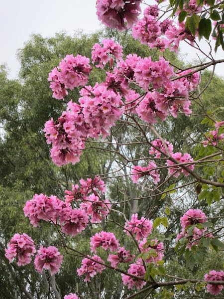 Amazon.com: Generic 100pcs Jacaranda Flower Seeds Pink